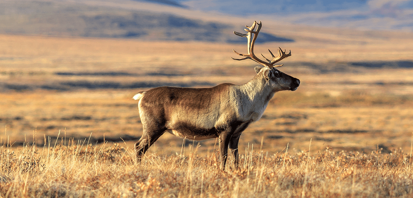 Парниковые газы